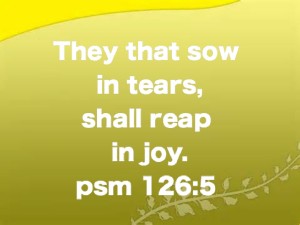 sow in tears